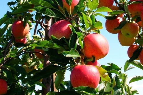 Agrochemicals