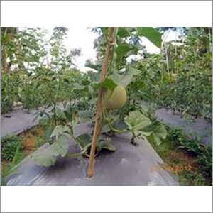 Agriculture Mulch Film