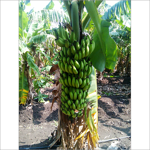Green Banana