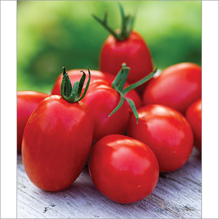 Tomato Seeds F1