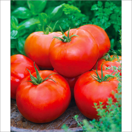 Tomato Plant Seeds