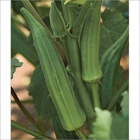 Lady Finger Seeds Lady Finger Seeds
