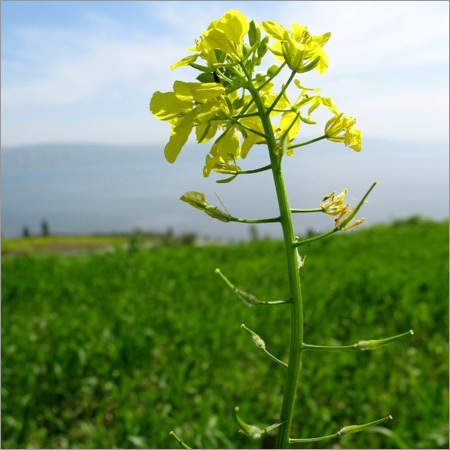 Mustard Plant Seeds Mustard Plant Seeds