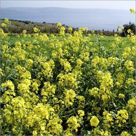 Hybrid Mustard Seeds Hybrid Mustard Seeds