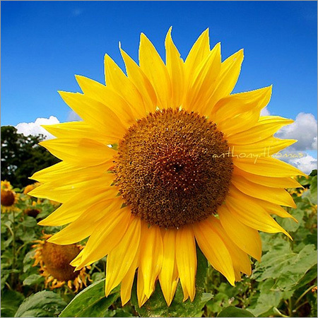 Hybrid Sunflower Seeds Hybrid Sunflower Seeds