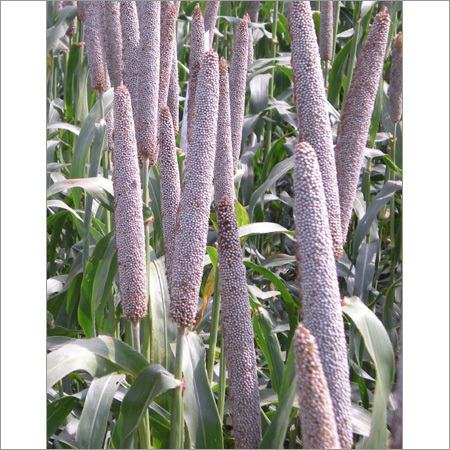 Hybrid Bajra Seeds Hybrid Bajra Seeds