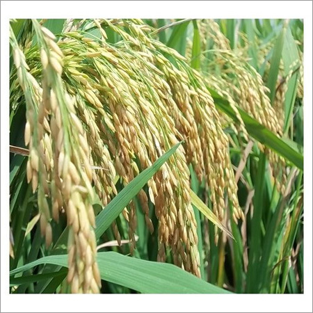 Paddy Rice Seeds