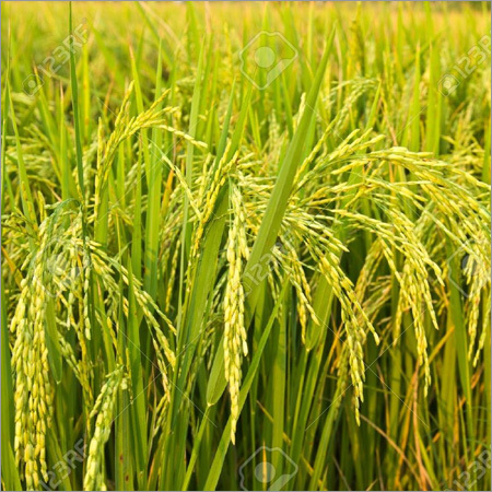 Organic Paddy Seeds