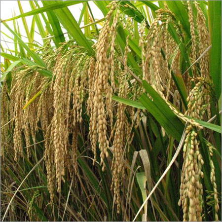 Hybrid Paddy Seeds