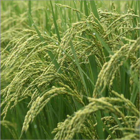 Basmati Paddy Seeds Basmati Paddy Seeds