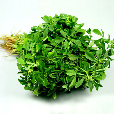 Fenugreek