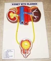 Kidney With Bladder
