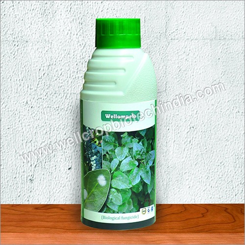 Ampelomyces
