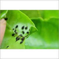 Natural Pest Control