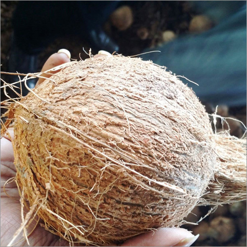 Indian Husk Coconuts