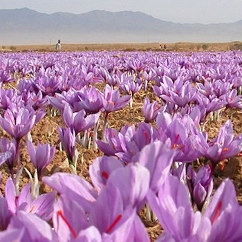 Organic Saffron
