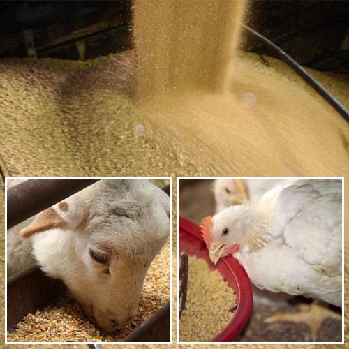 Soybean meal