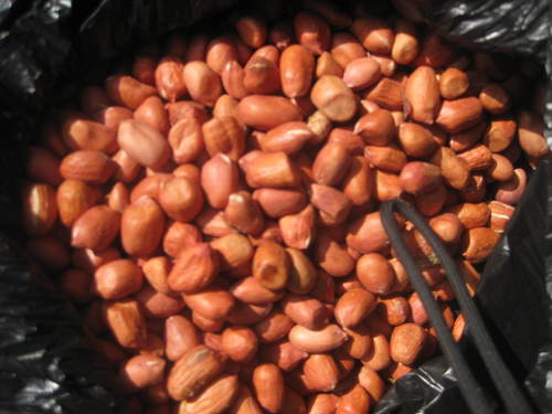 peanut kernel