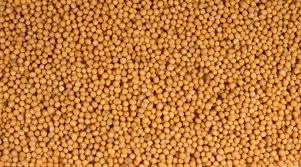 Yellow Mustard Seed