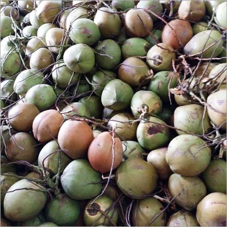 Green Coconuts