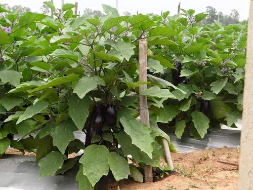 Cotton Mulching Film