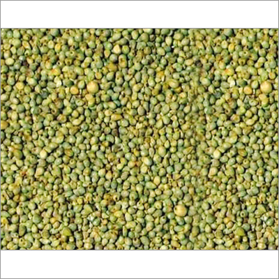 Green Millet Green Millet
