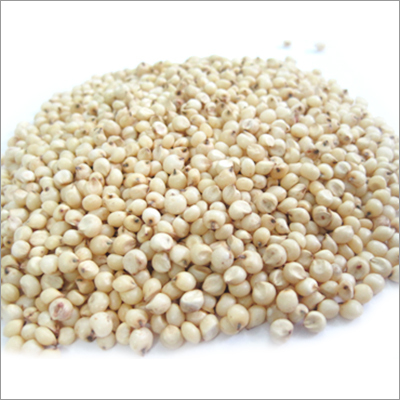 Sorghum Sorghum