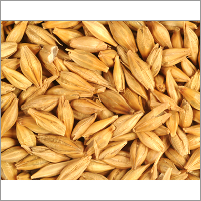 Barley Barley