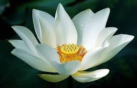 White Lotus