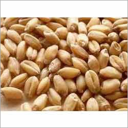 MP 4010 Wheat