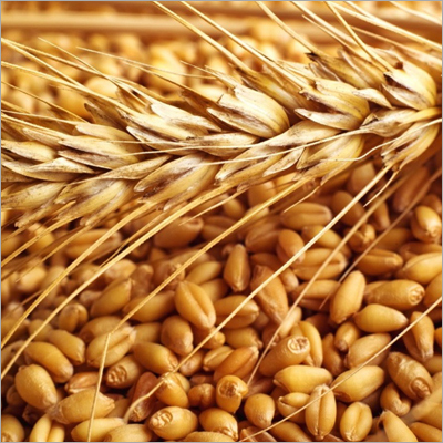 MP Sharbati Wheat