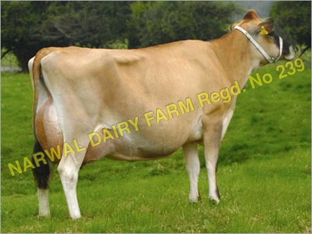 White And Black Indian Jersey Cow