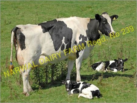 White And Black Hf Cow