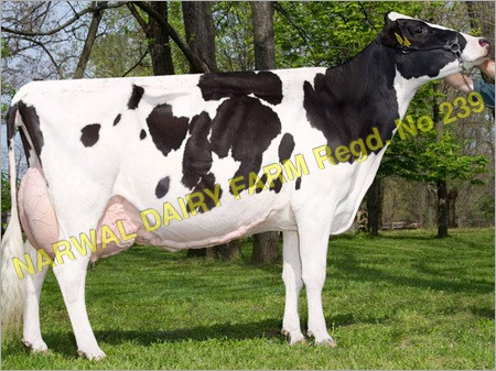 Holstein Friesian Cows