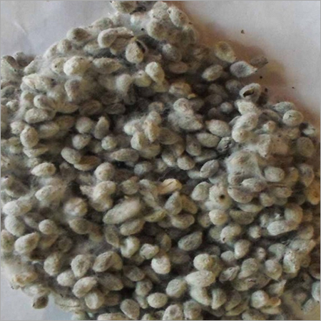 Cotton Seed