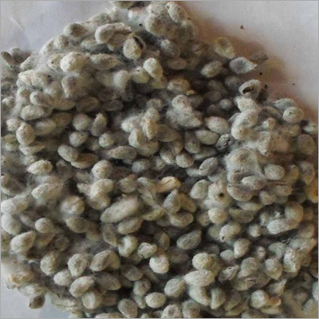 Organic Cotton Seeds