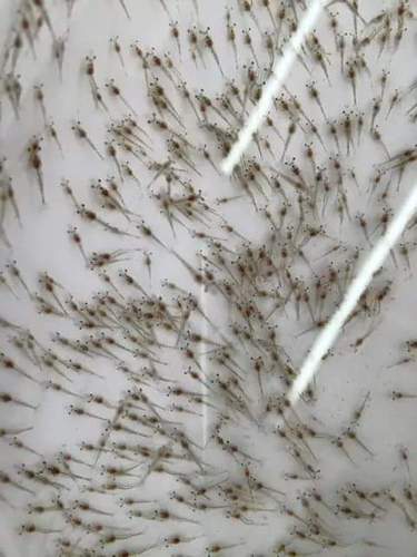 Vannamie Prawns Seeds 