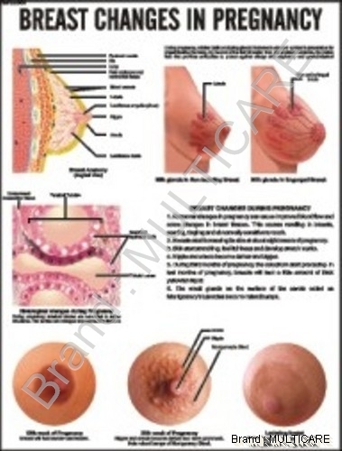 Breast Changes in Pregnancy Chart