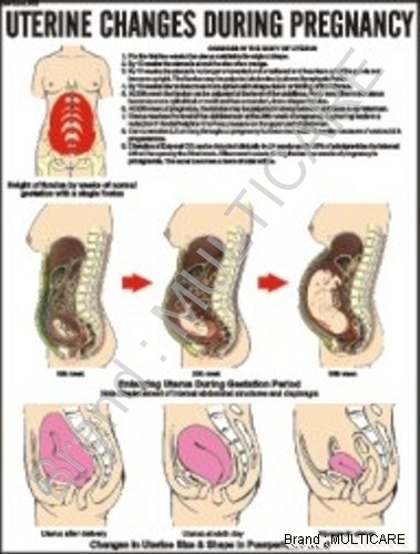 Uterine Changes in Pregnancy Chart - Rigid Lamination, Aluminium Frame, 51x66cm | Clear, Durable, Expert Medical Illustrations