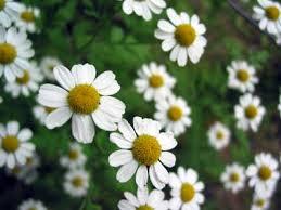 Roman Chamomile Oil