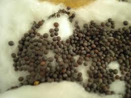MUSTARD SEED WHOLESALE EXPORTER