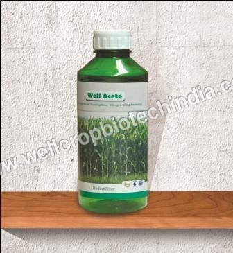 Acetobacter
