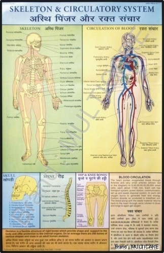 Skeleton & Circulatory System Chart