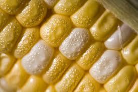yellow Maize : kernels on long ears