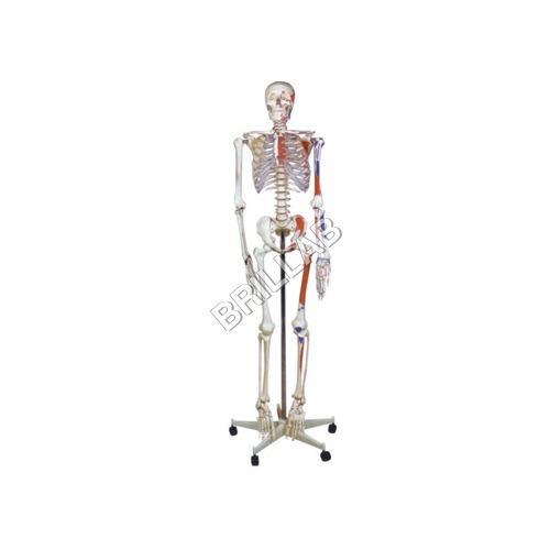 HUMAN SKELETON MODEL WITH STAND