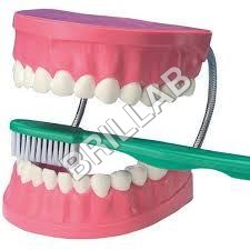 HUMAN DENTAL CARE MODEL HUMAN DENTAL CARE MODEL