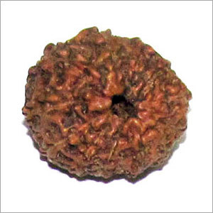 12 Mukhi Rudraksha 12 Mukhi Rudraksha