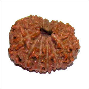13 Mukhi Rudraksha