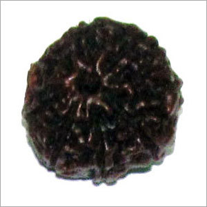 8 Mukhi Rudraksha