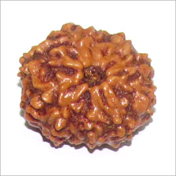 10 Mukhi Rudraksha